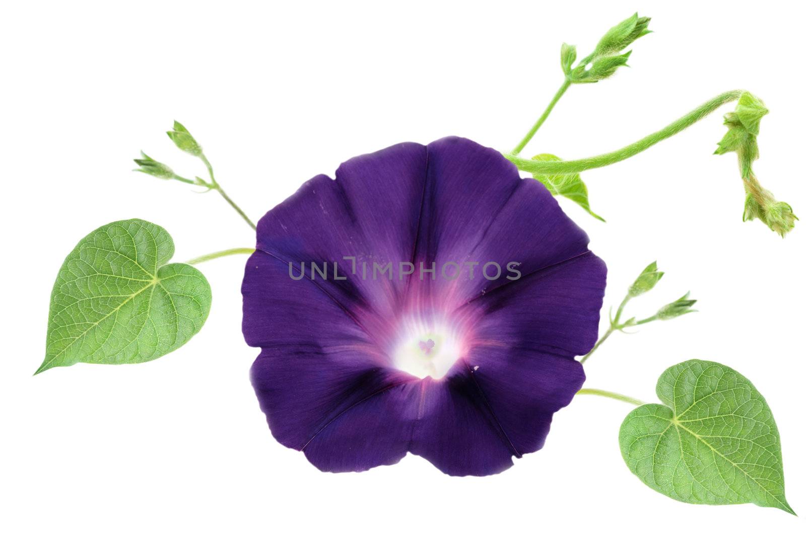 Isolated Morning Glory with vines and leaves on a white background.