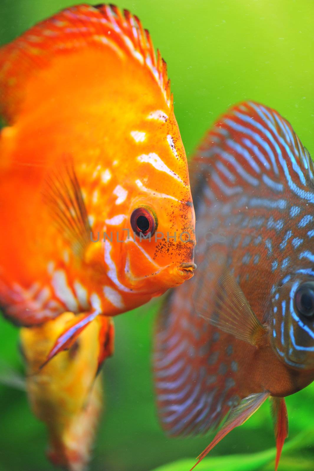 portrait of a red  tropical Symphysodon discus fish in an aquarium