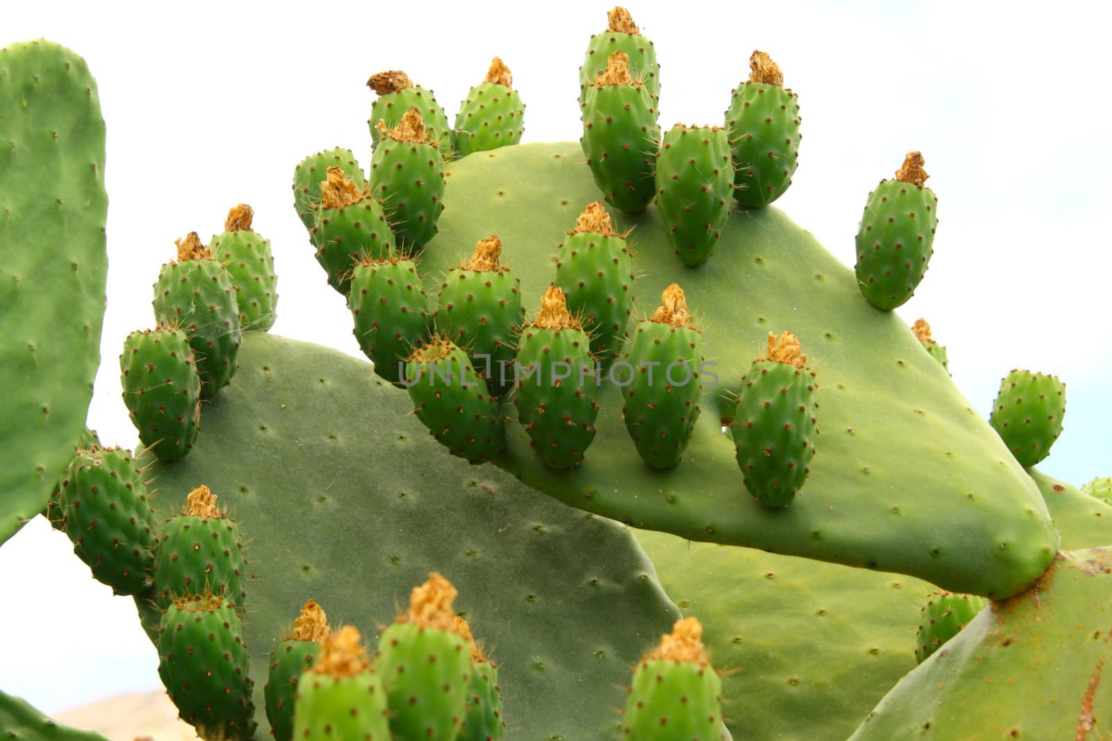 cactus
