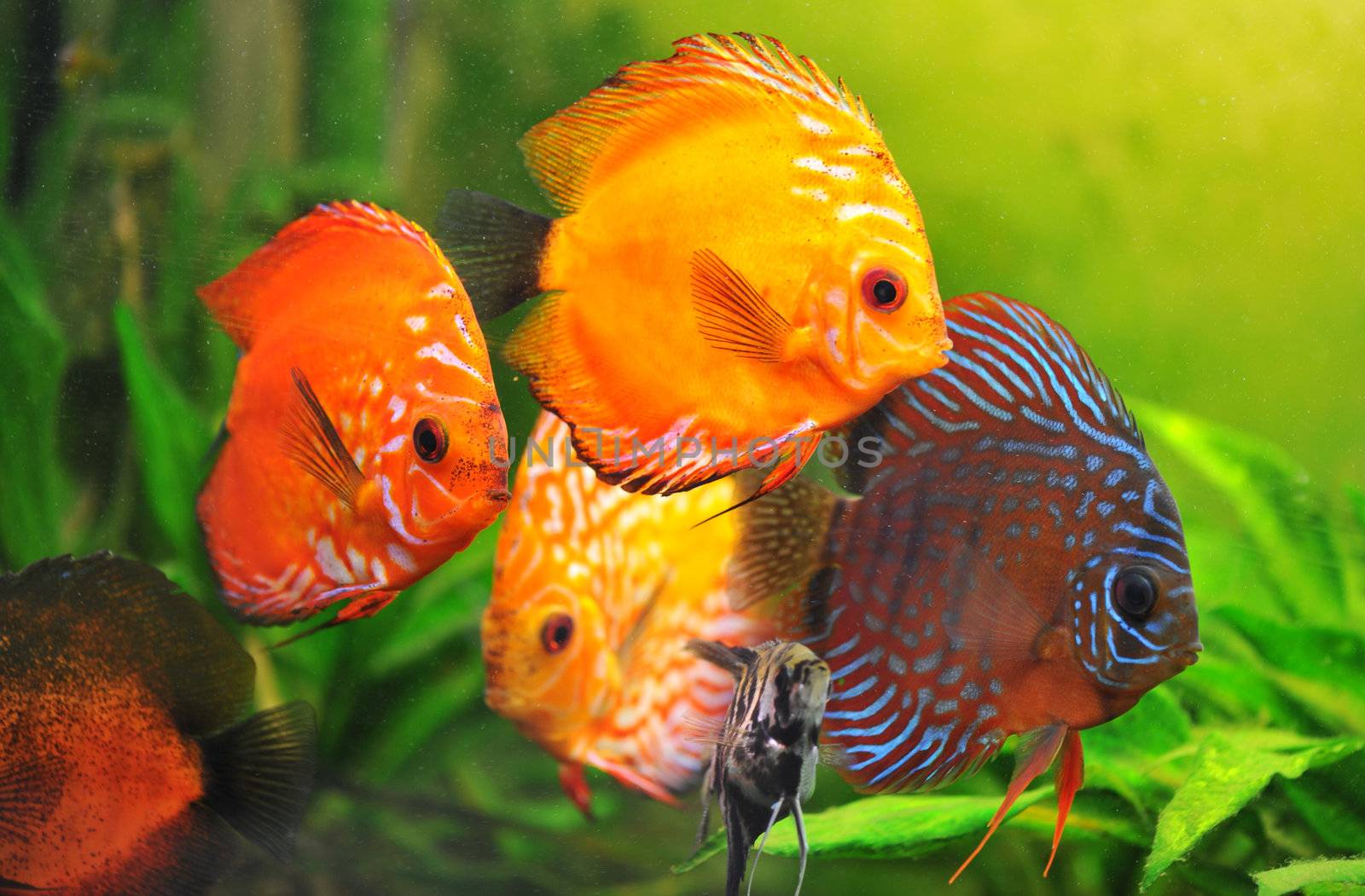 group of a colorfull  tropical Symphysodon discus fishes in an aquarium