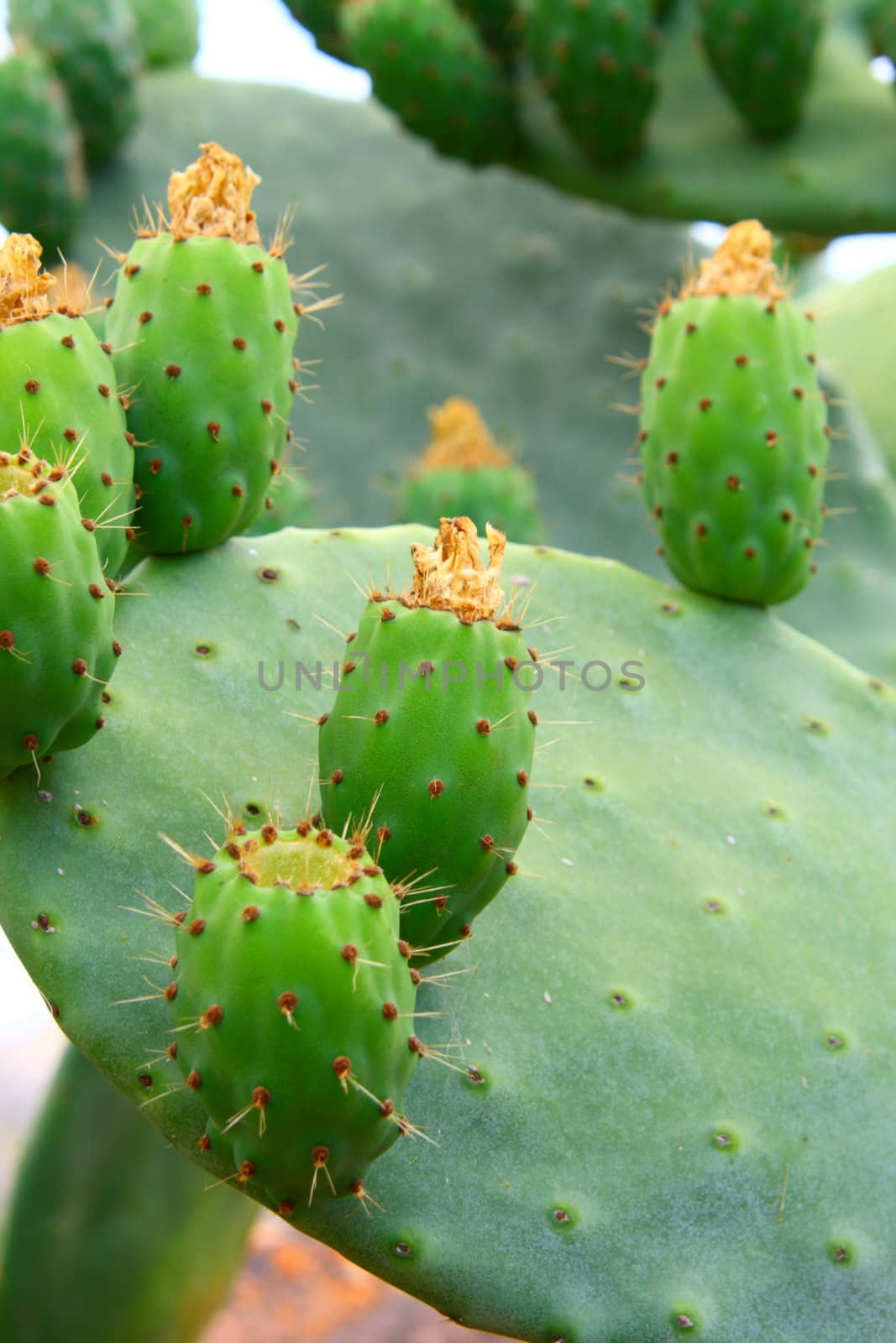 cactus
