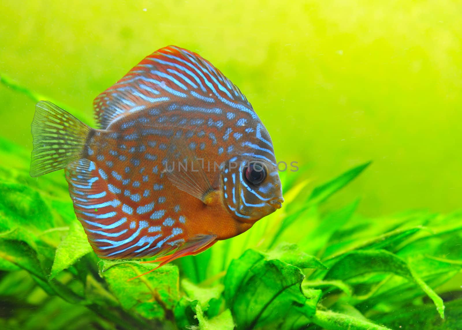 portrait of a blue  tropical Symphysodon discus fish in an aquarium
