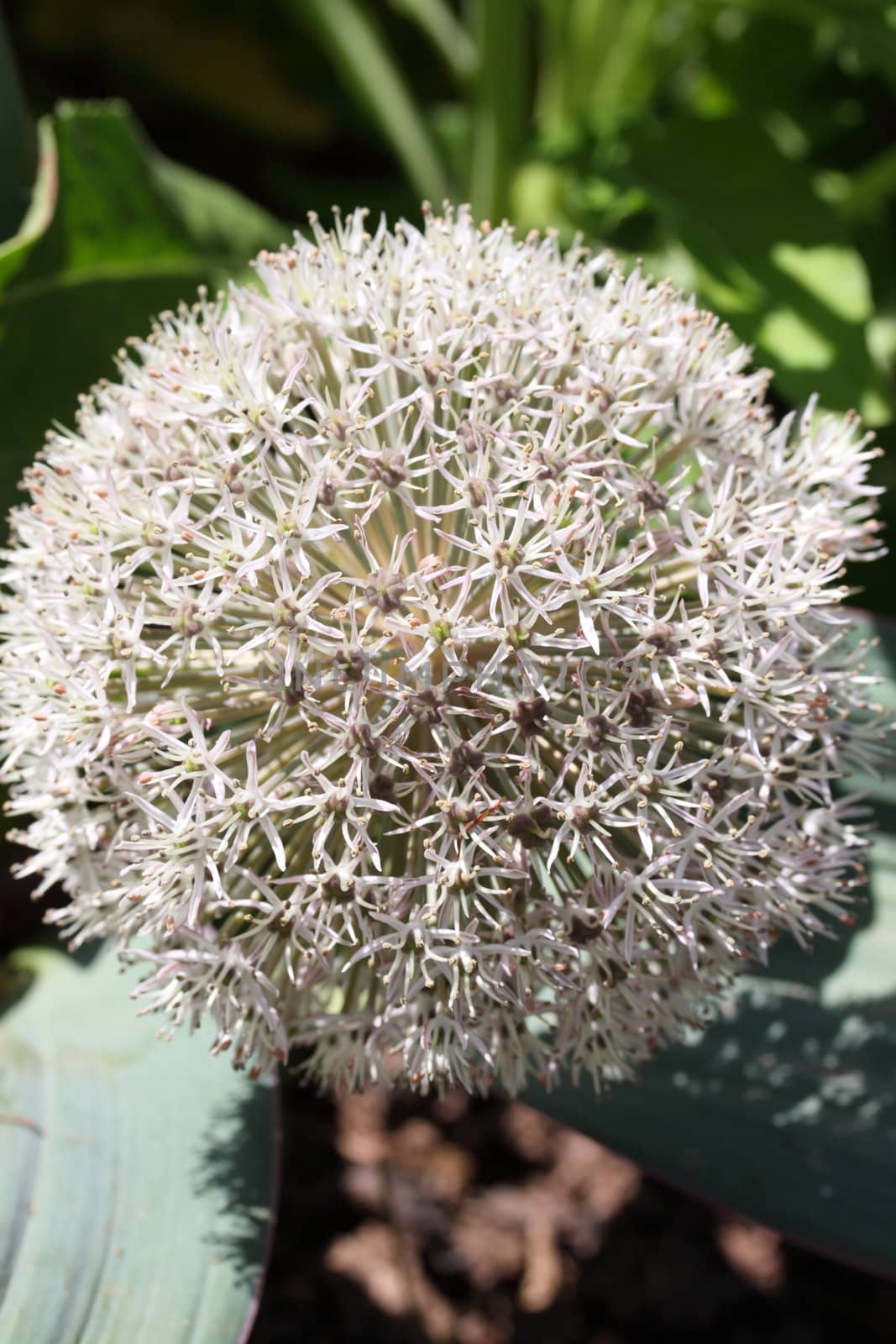 allium
