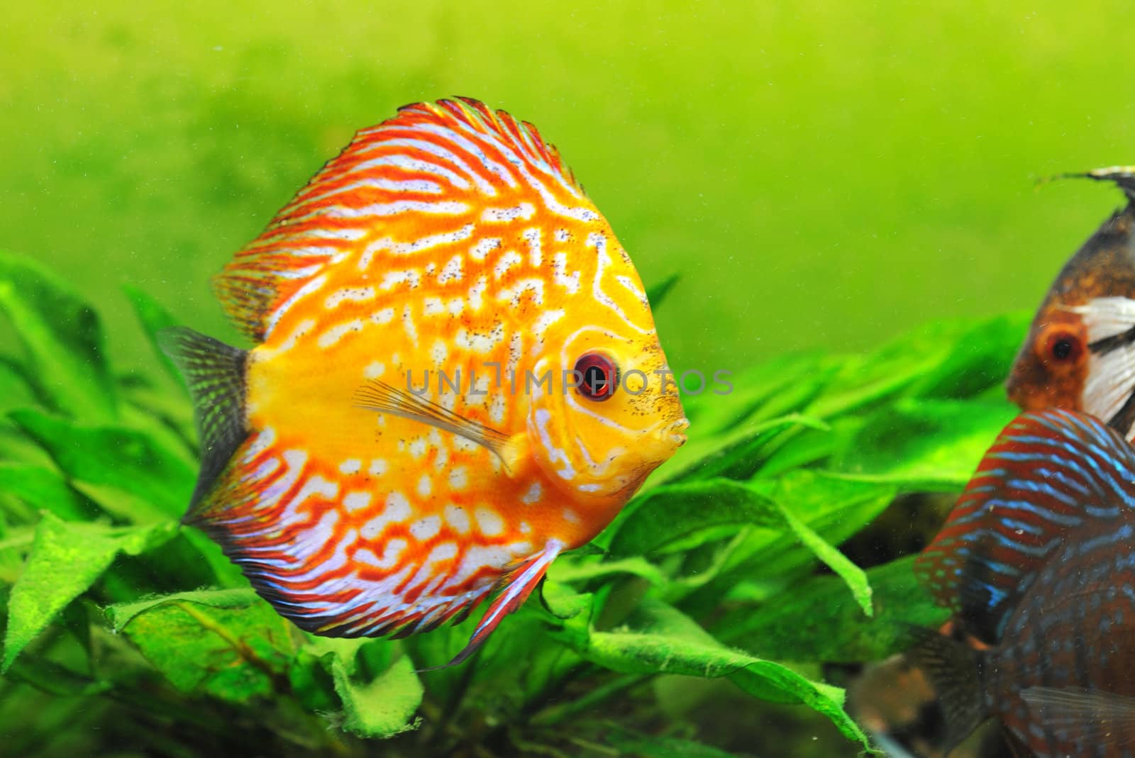 portrait of a red  and yellow tropical Symphysodon discus fish in an aquarium
