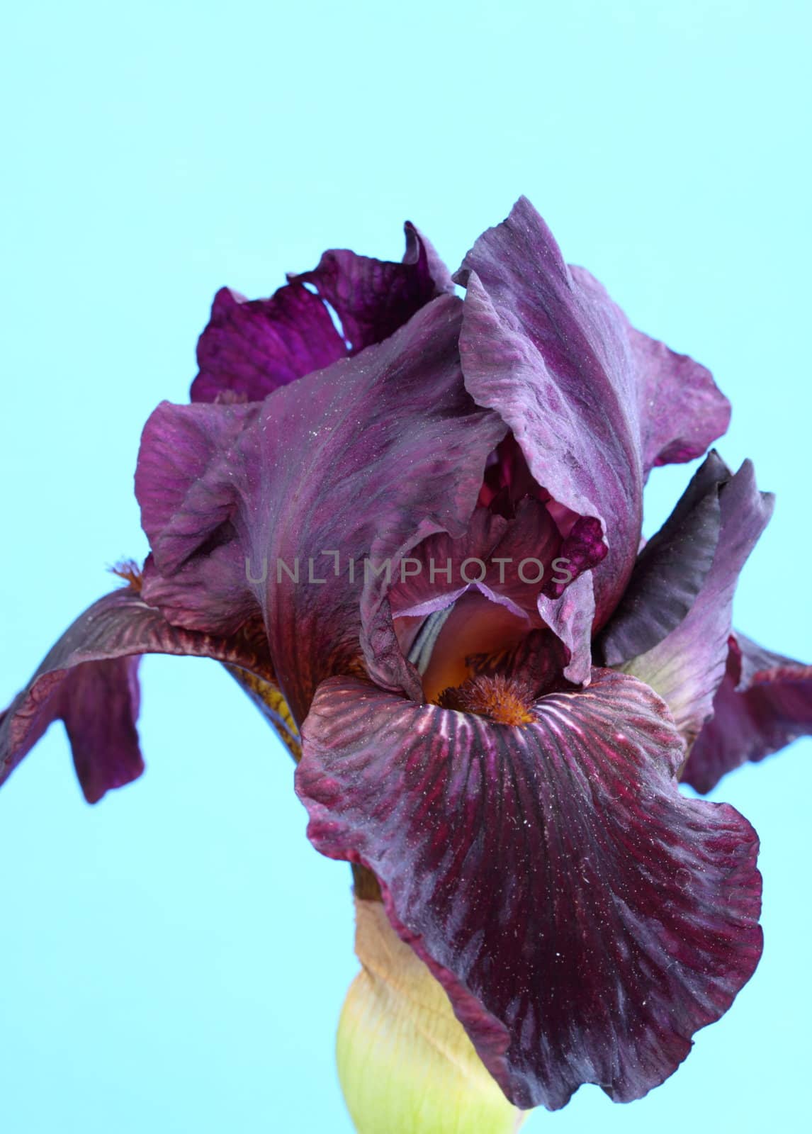 bearded iris