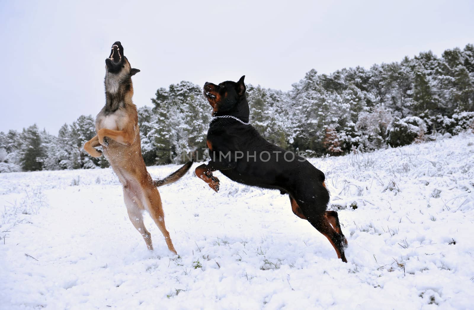 two dogs, a rotweiler and a belgian shepherd malinois playing in the snow