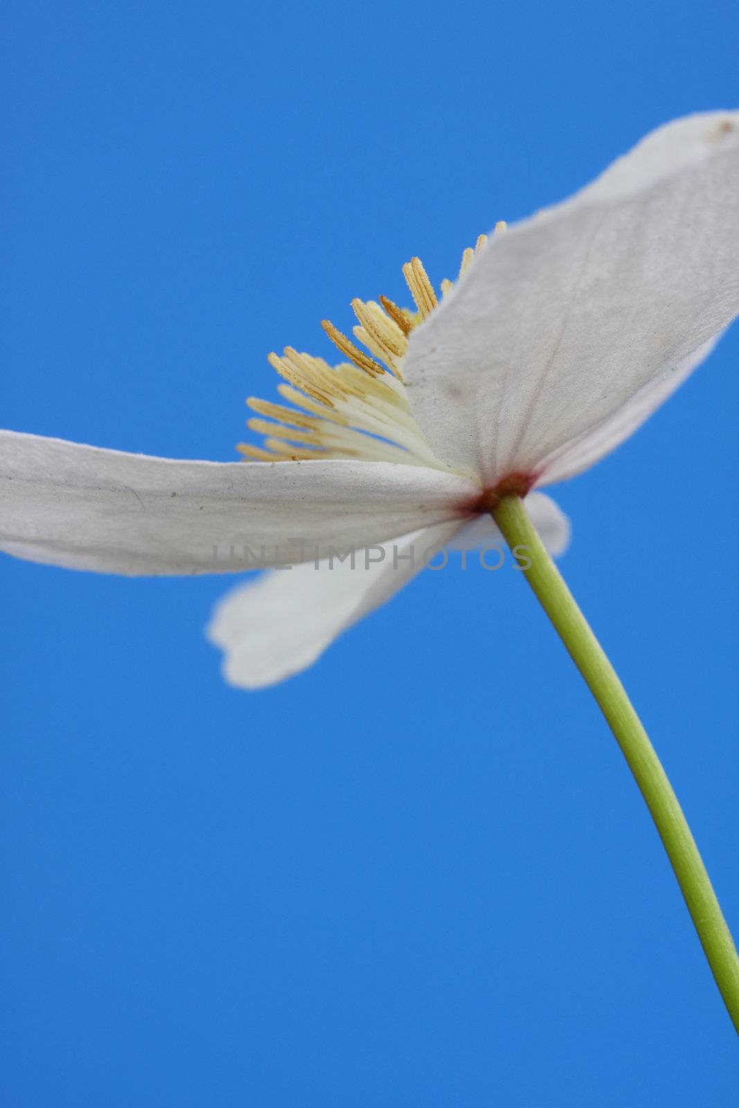 clematis montana alba