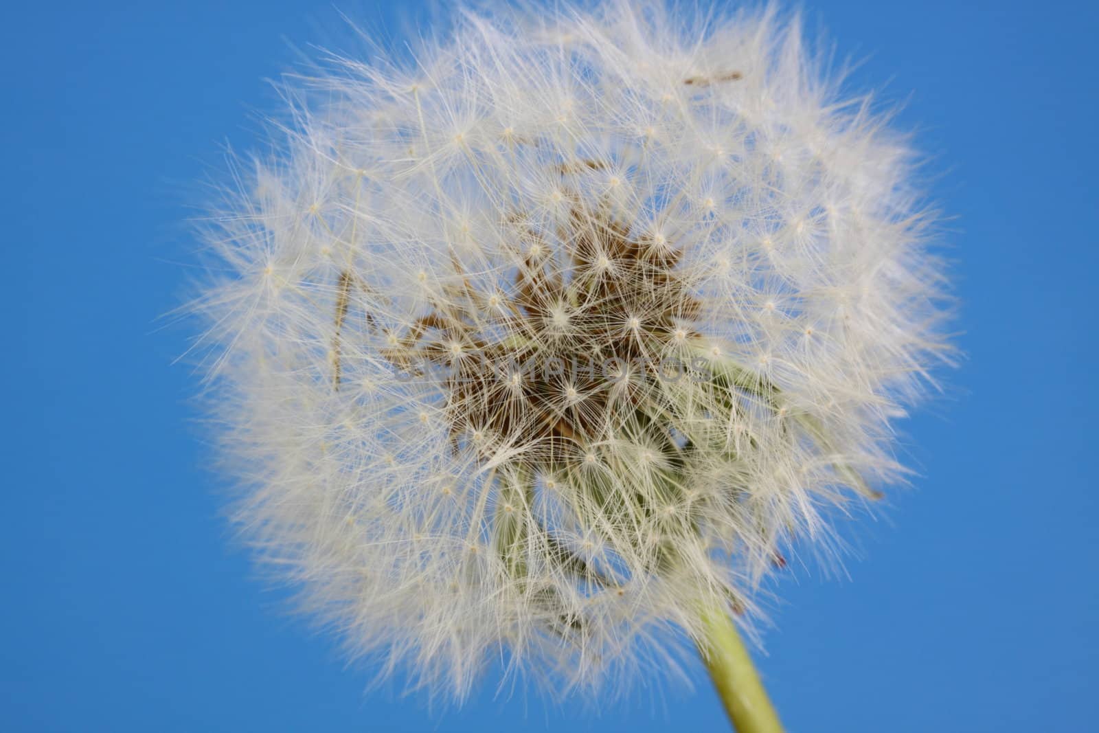 dandelion