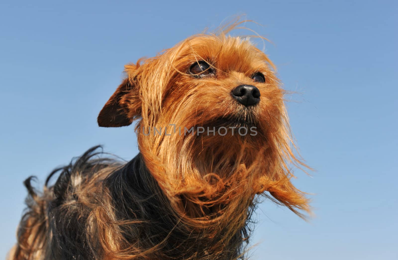 portrait of a purebred yorkshire terrier on a blue sky, focus on the eyes