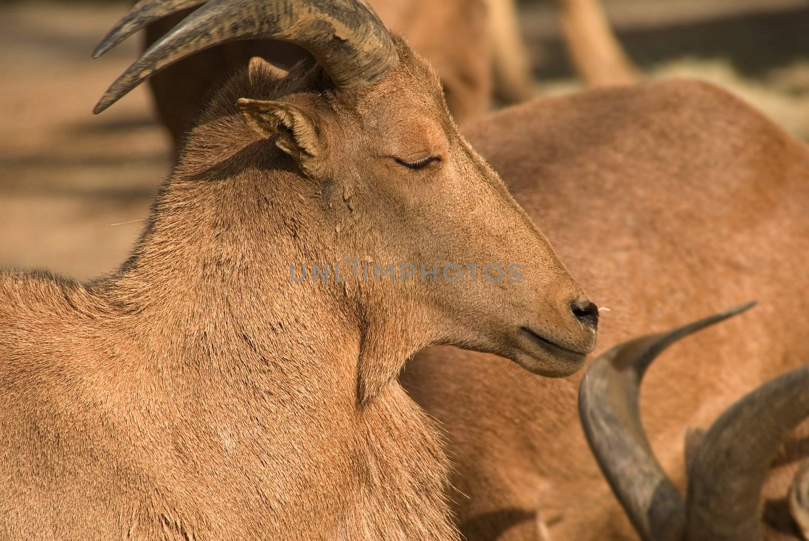 A kind of sheep Growth in North Africa. He just closed his eyes seemed very calm and serene.