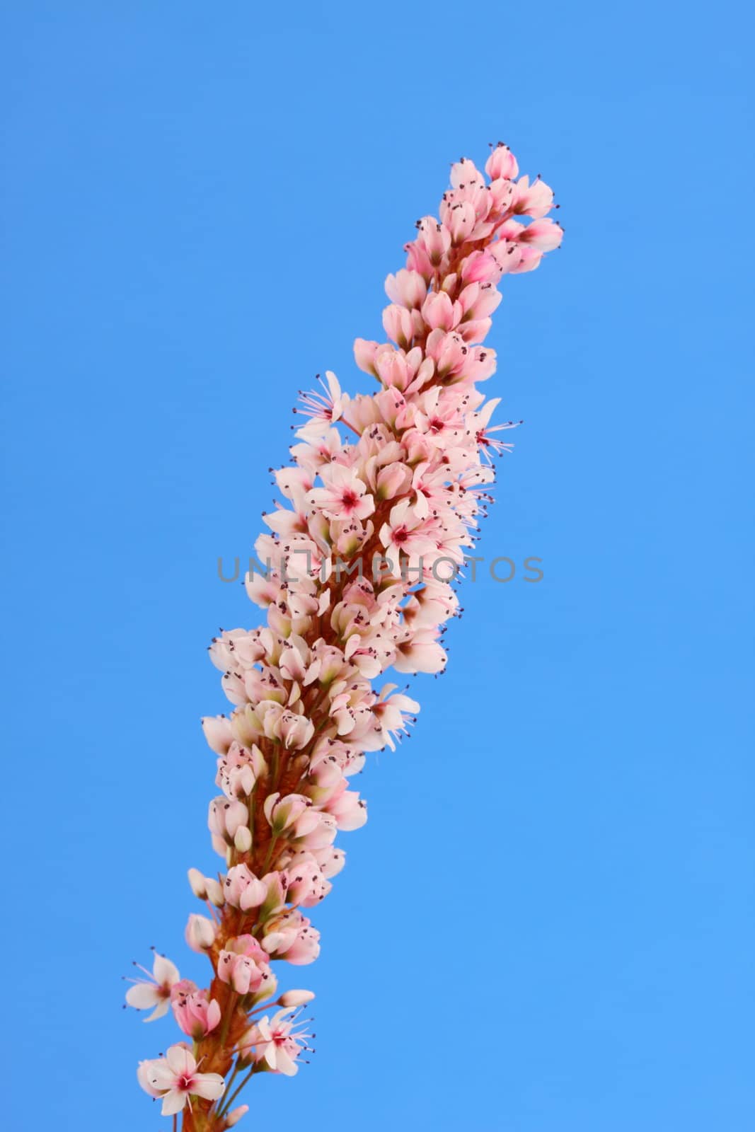 polygonnum macrophyllum