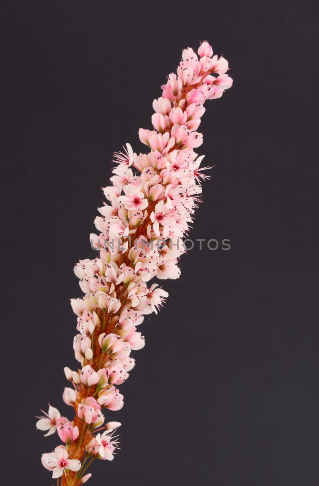 polygonnum macrophyllum