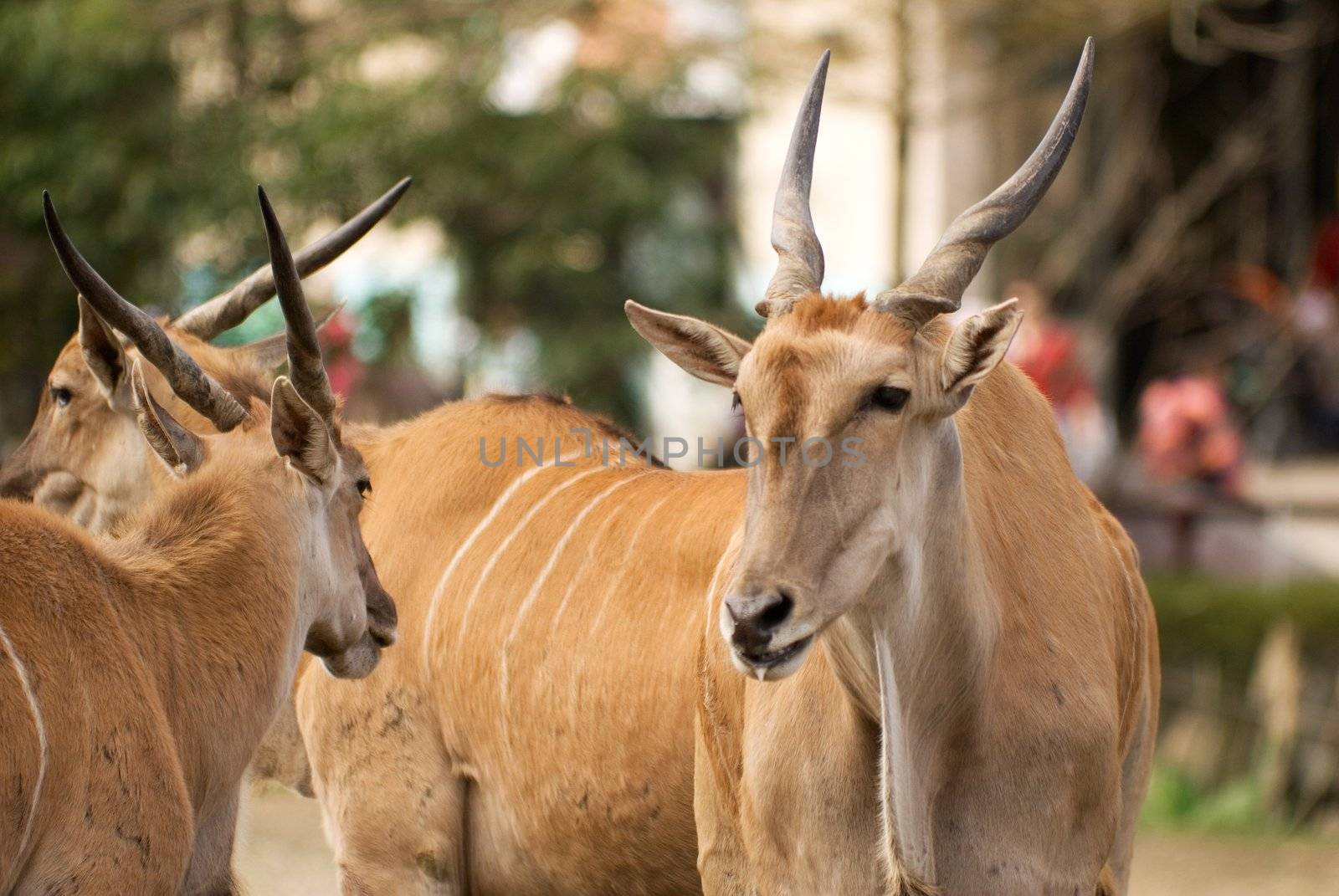 Common Eland is a kind of sheep in Africa, he was looking his partner and seemed so lovely and peace.