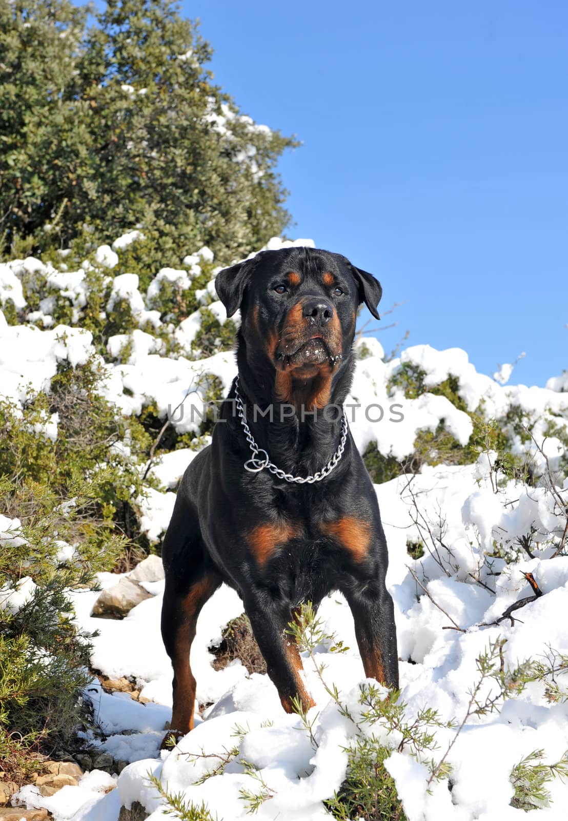 attentive purebred rottweiler upright in the snow