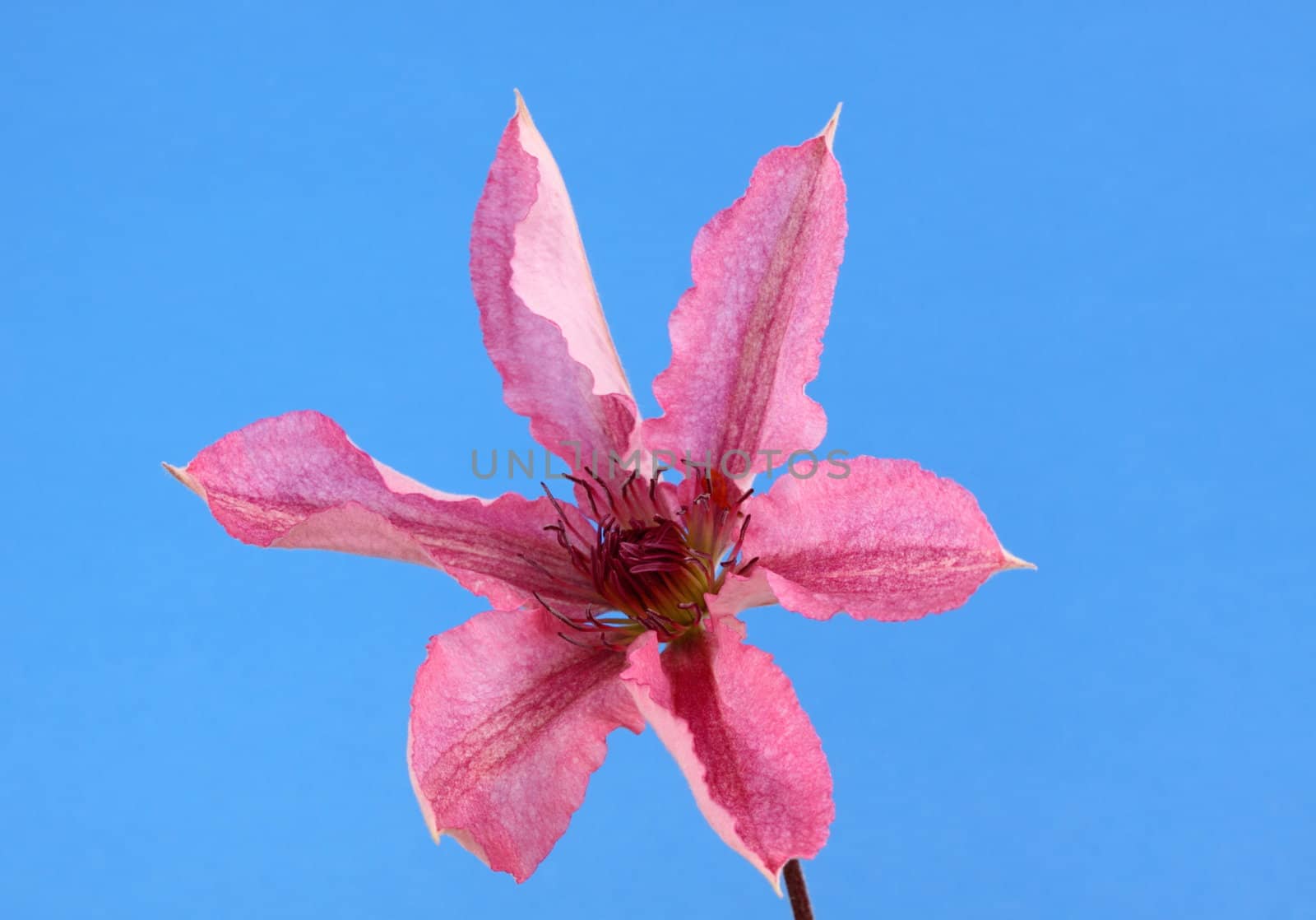 clematis