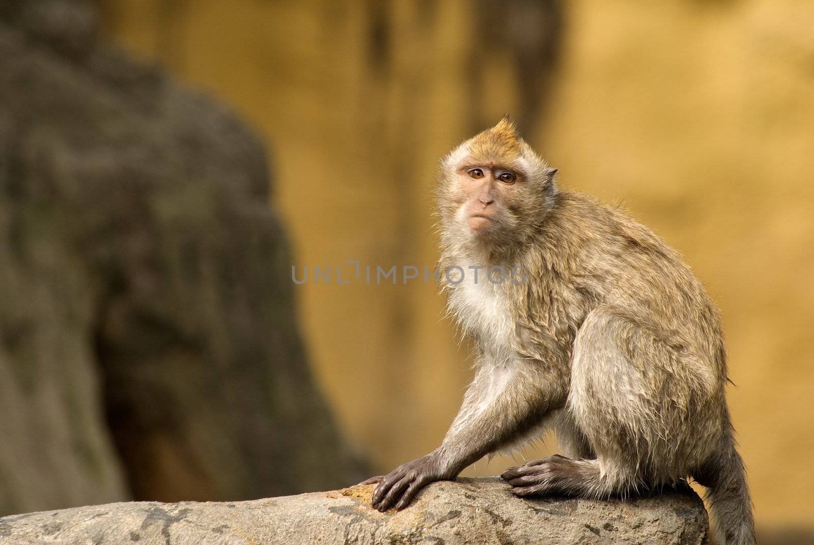 Innocent Face, Formosan Macaque by elwynn