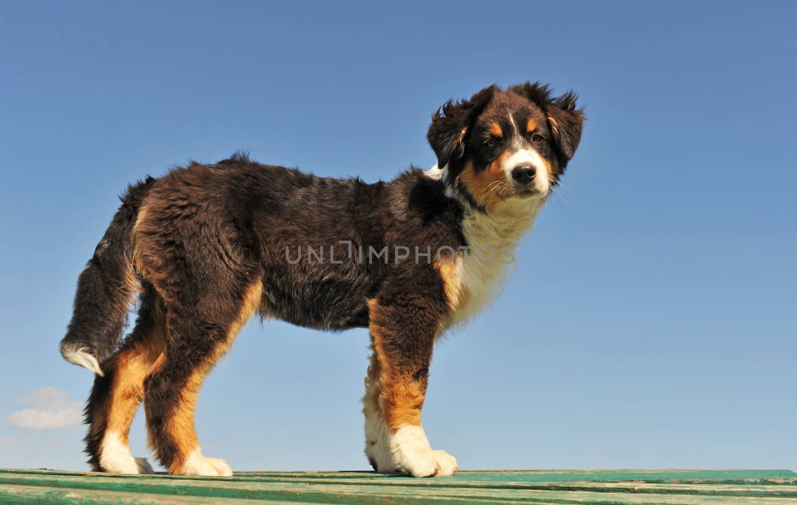 portrait of a cute puppy purebred australian sheepdog