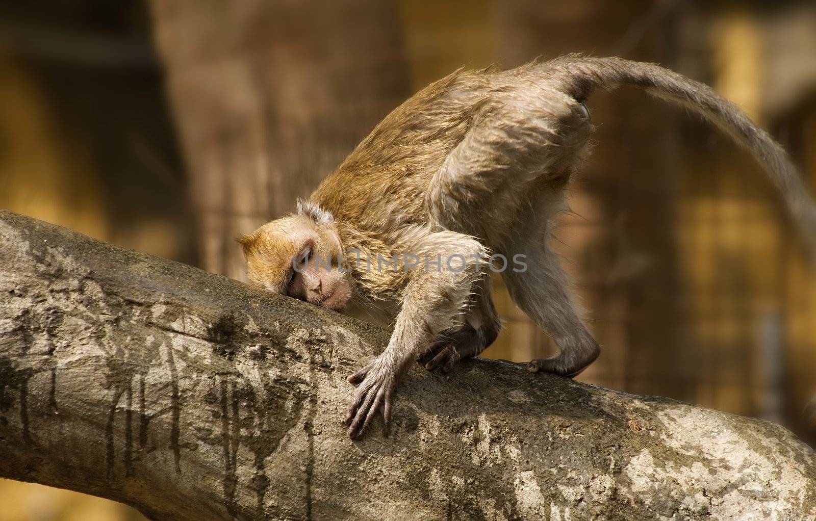 It's rare wild monkey only grown in Taiwan. He was rubbing bark and seemed happiness.