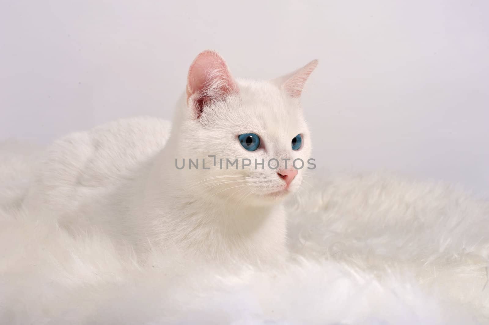 white cat with blue eyes on the pink background