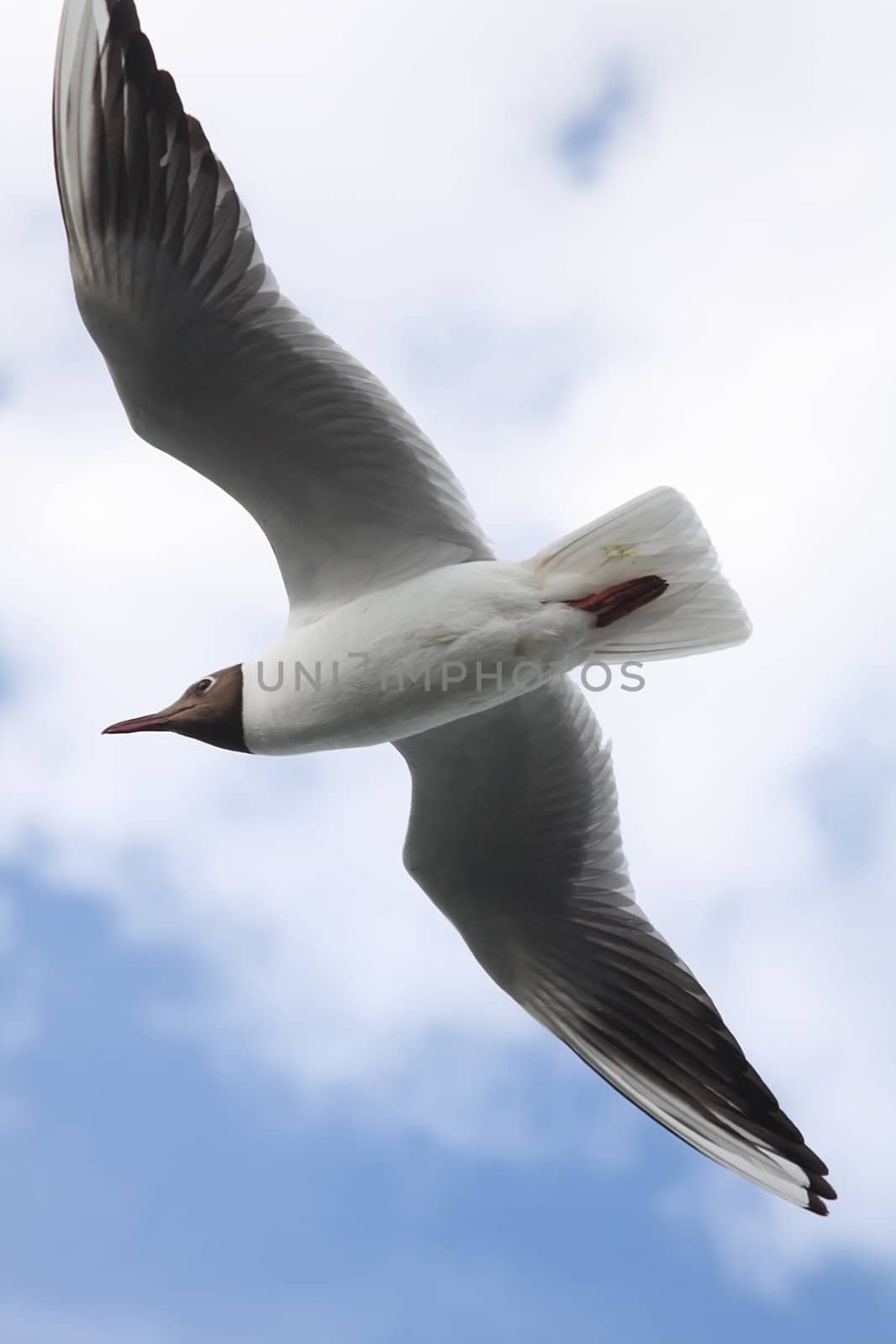 Seagulls against the dark blue sky. Summer, a city.