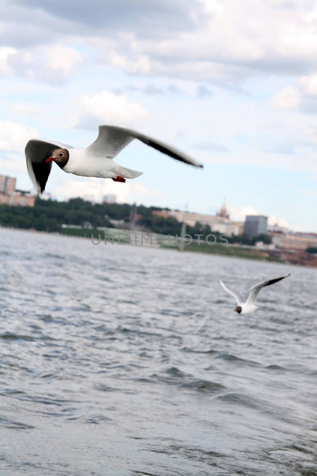 Seagulls against the dark blue sky. Summer, a city.