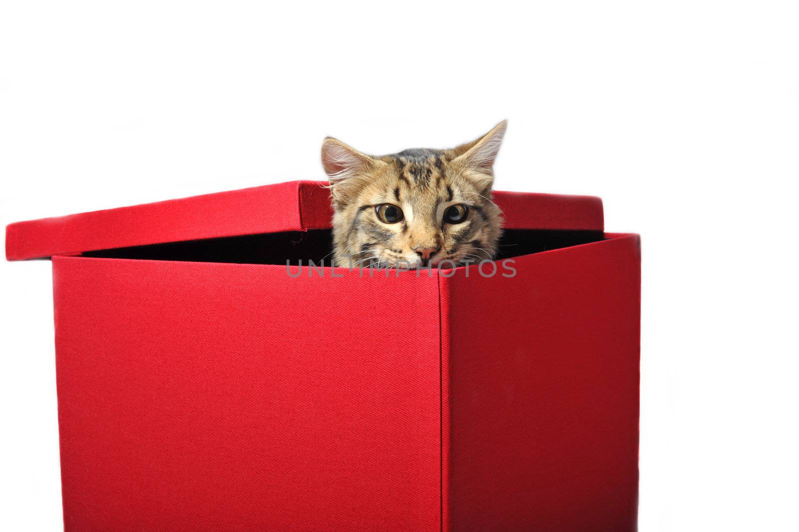 young afraid brown cat in a red box
