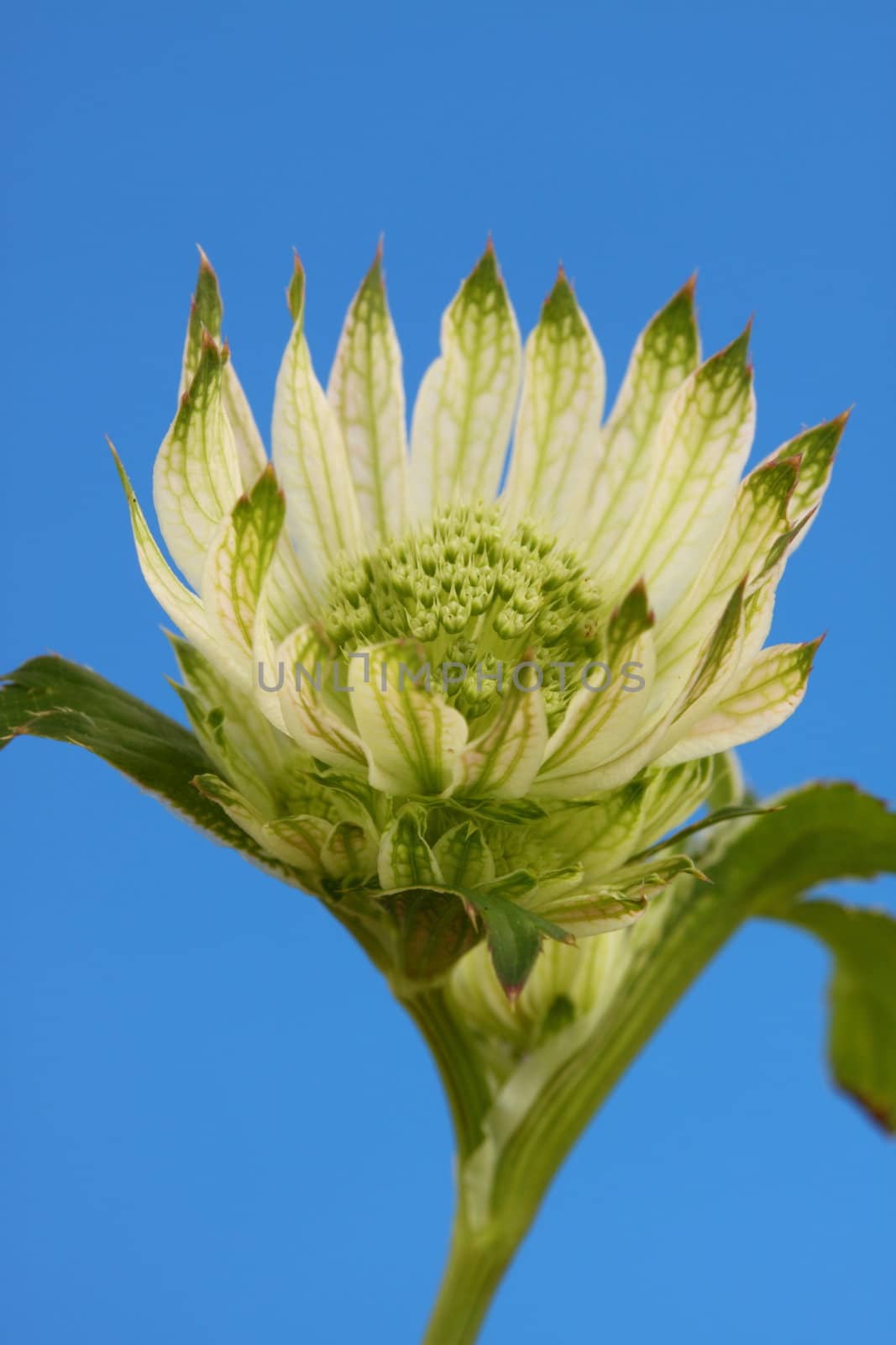 astrantia