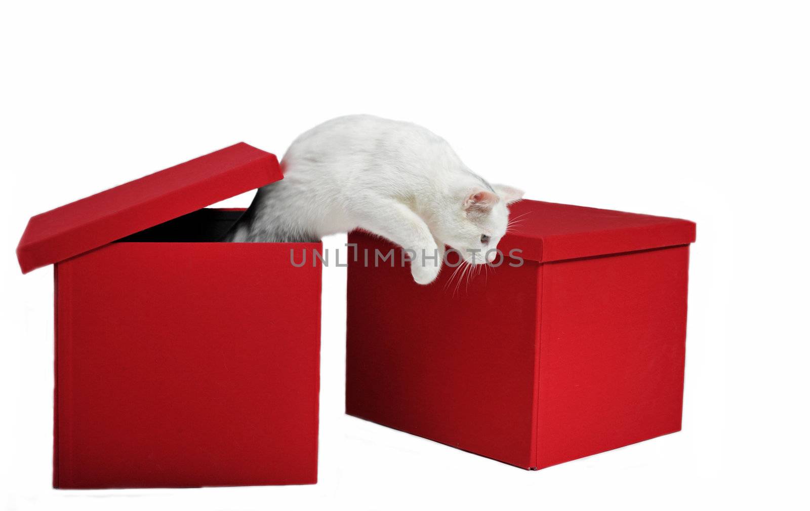 jumping white cat out red box in studio