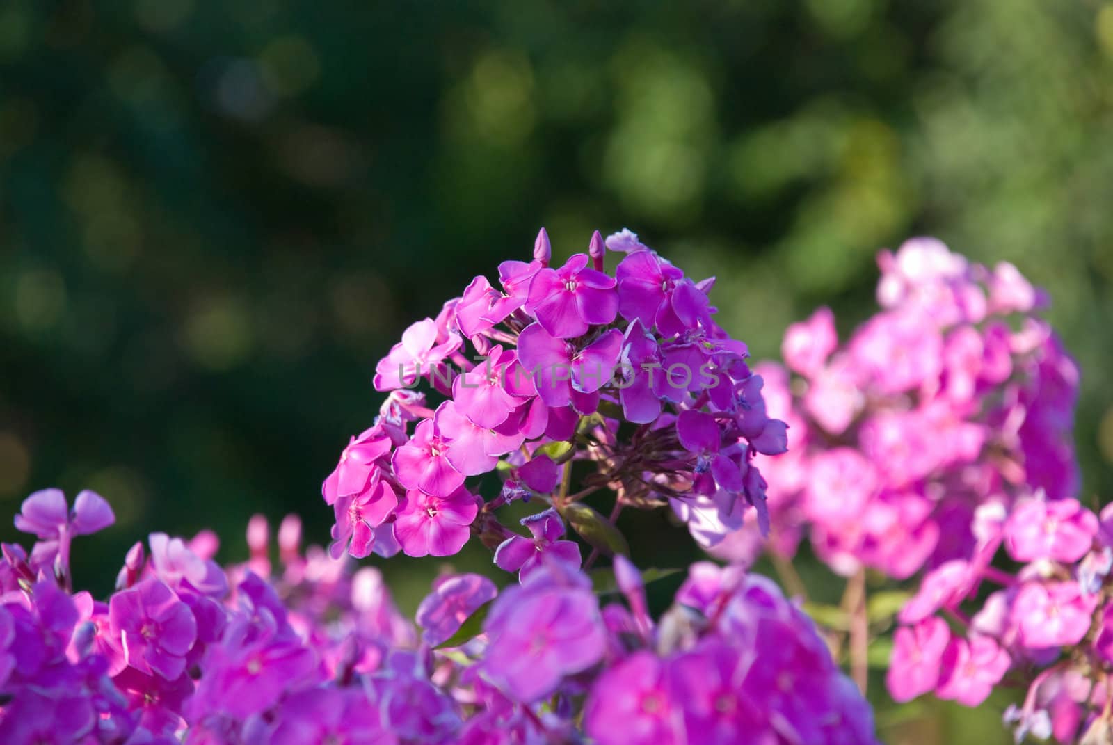 Bush of a pink Phlox with small DOF