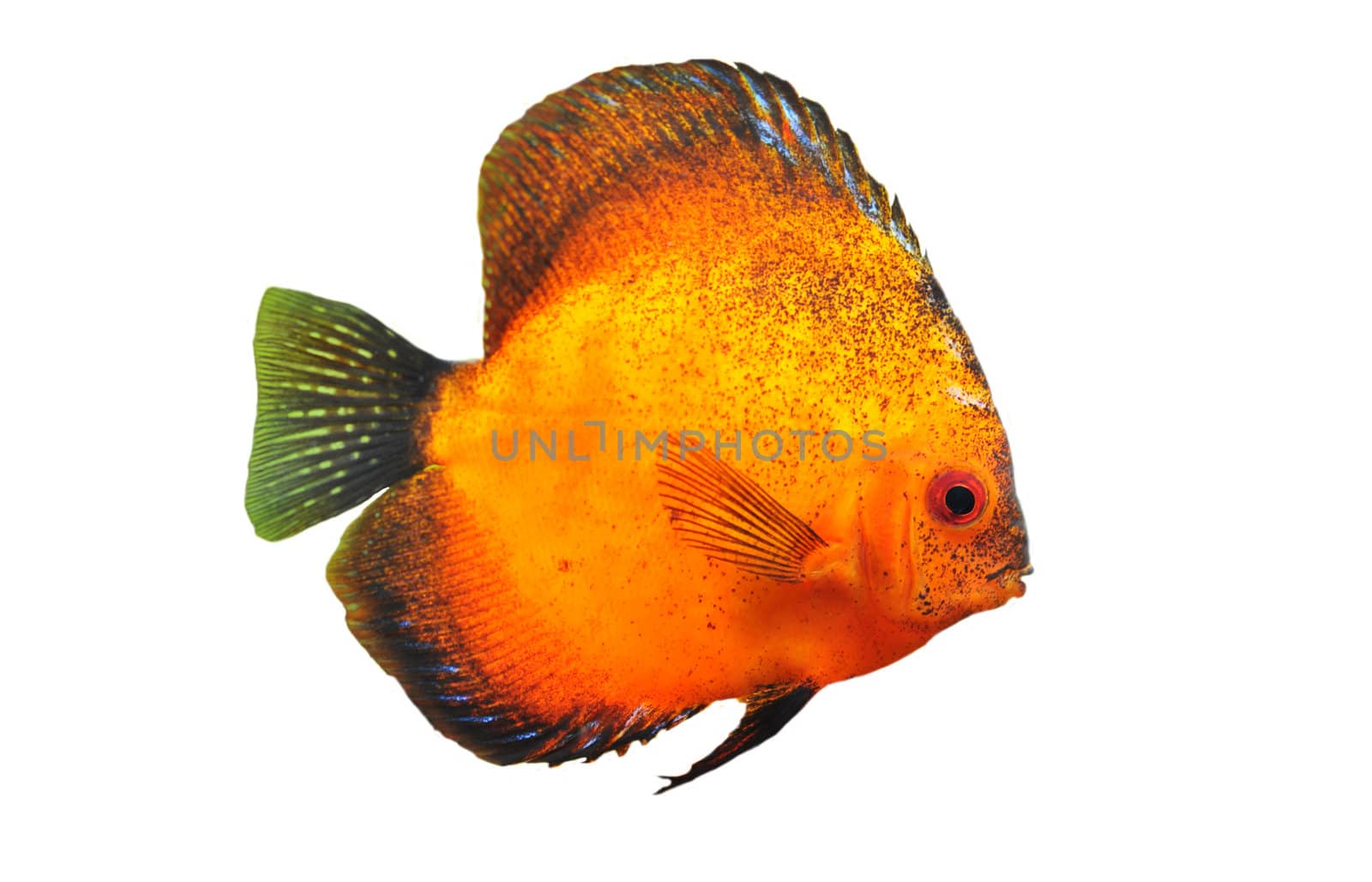 portrait of a red  tropical Symphysodon discus fish in a white background