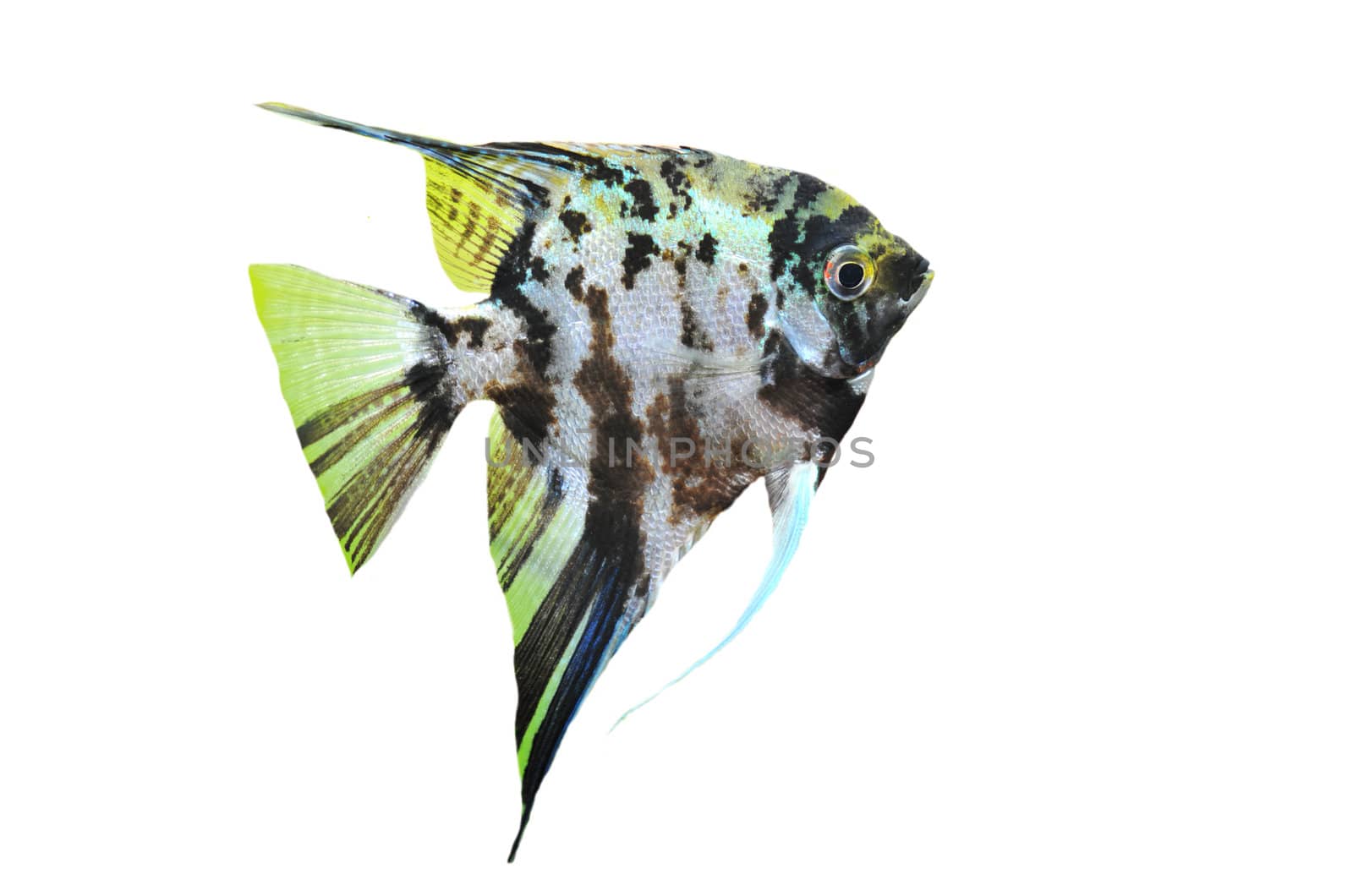 portrait of a pterophyllum scalare on a white background
