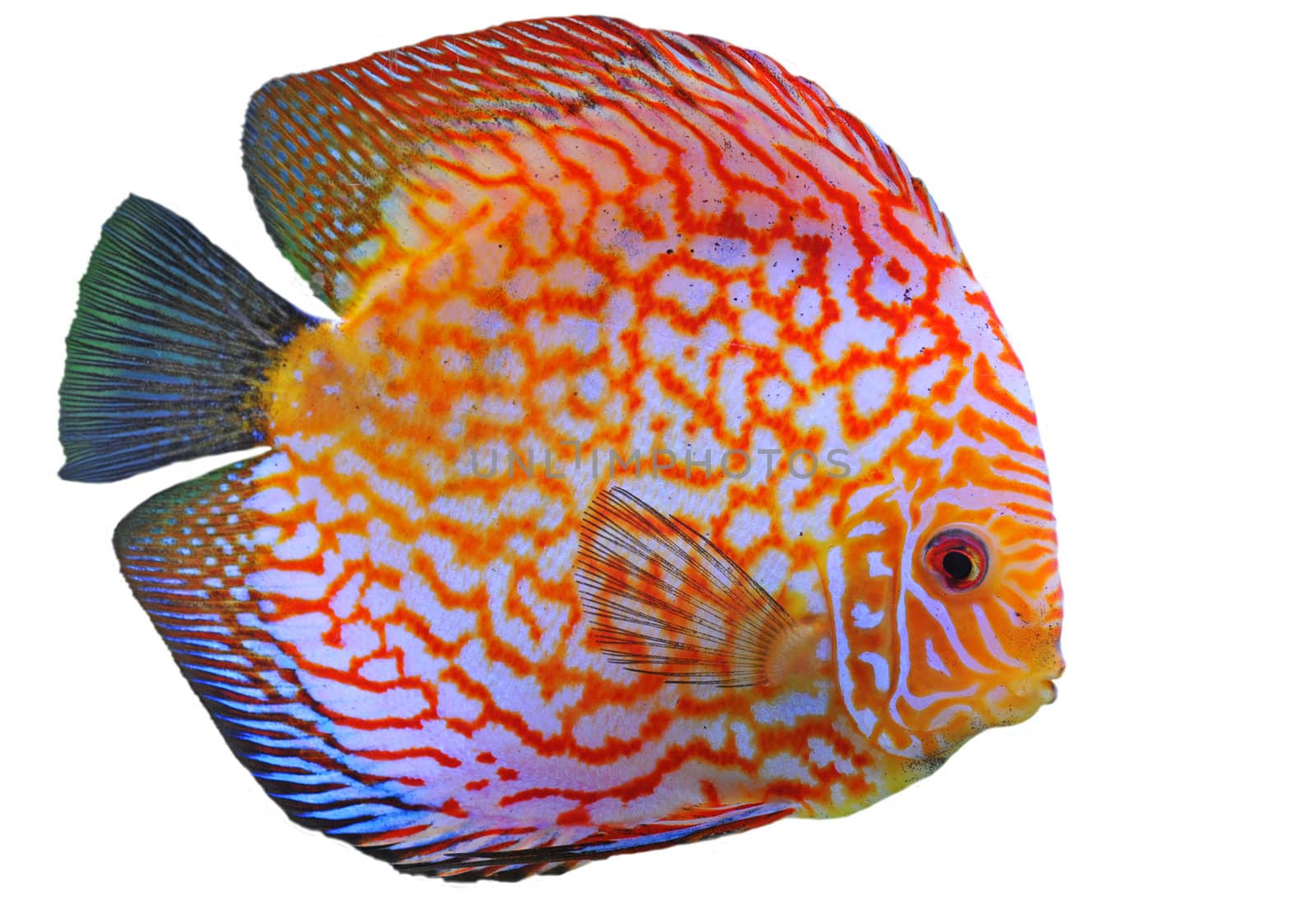 portrait of a red  tropical Symphysodon discus fish in a white background