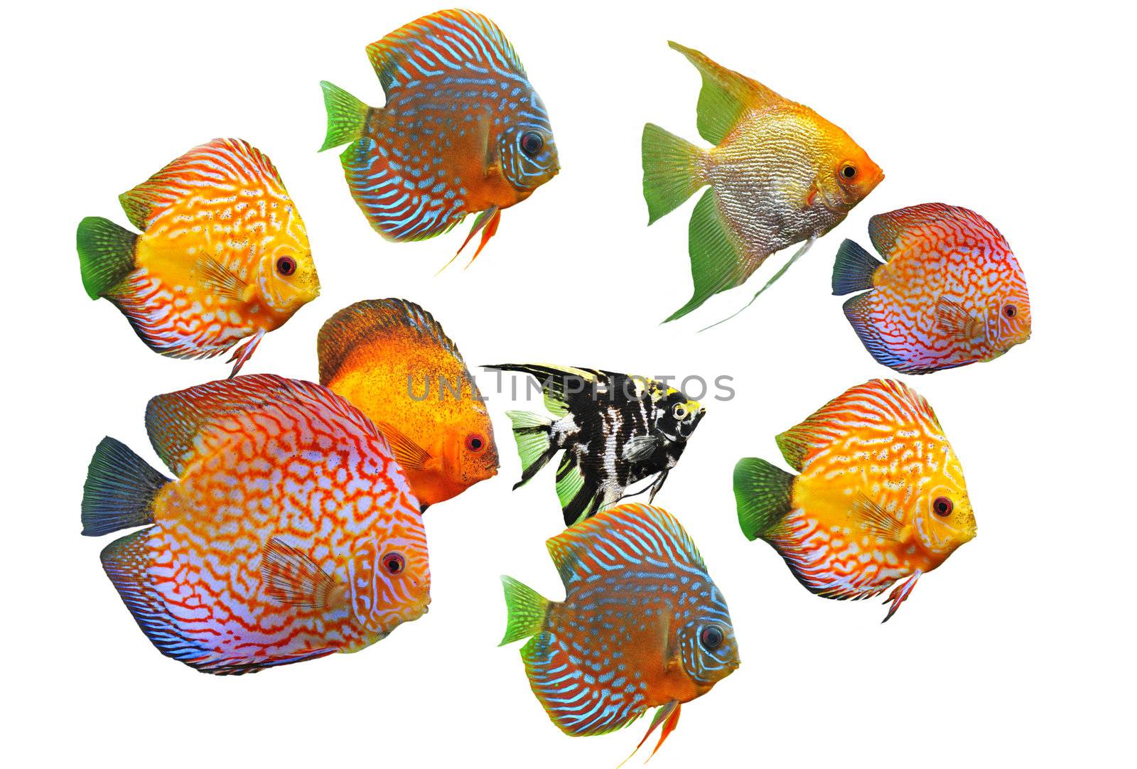 group of fishes on a white background