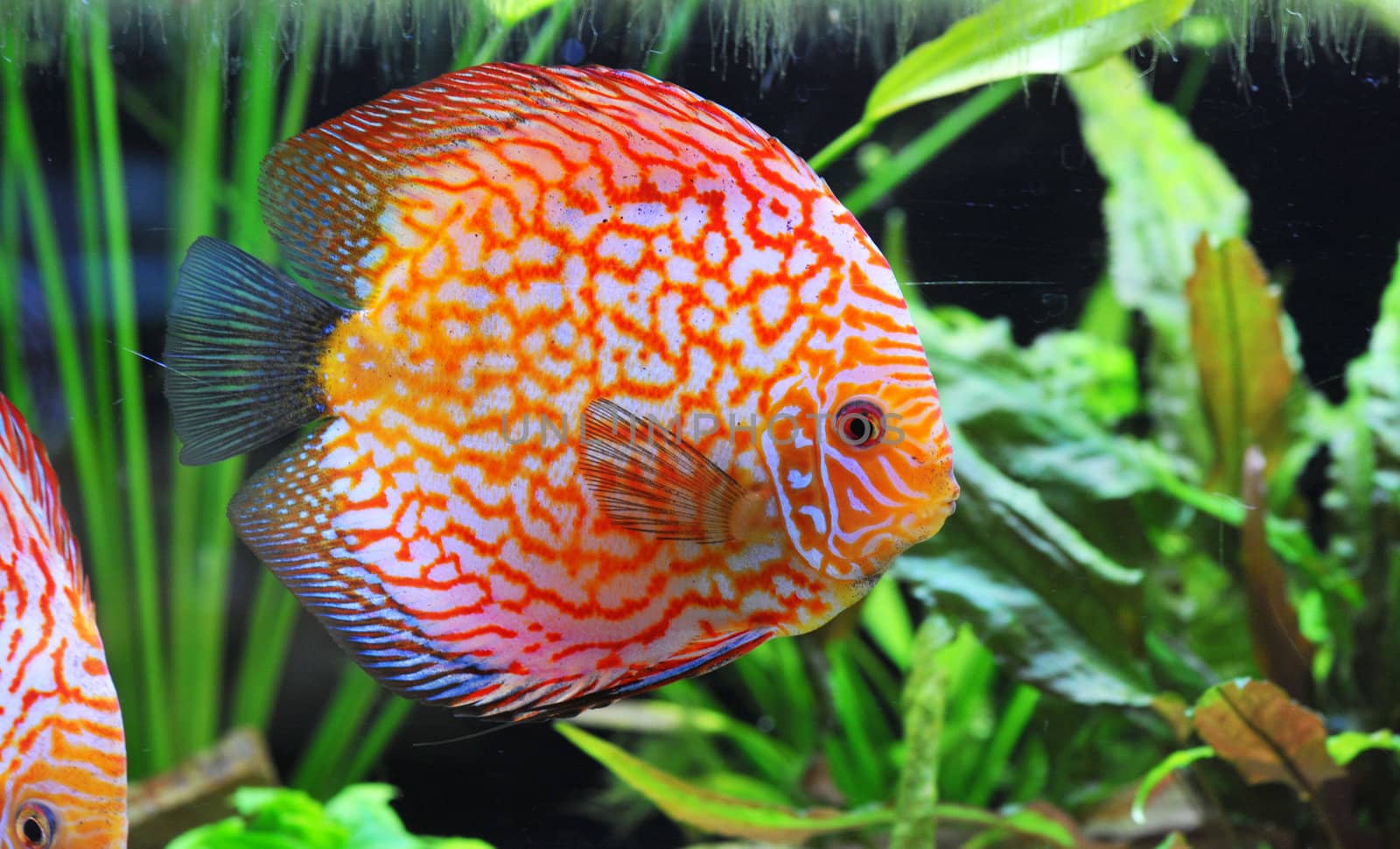 portrait of a red  tropical Symphysodon discus fish in an aquarium