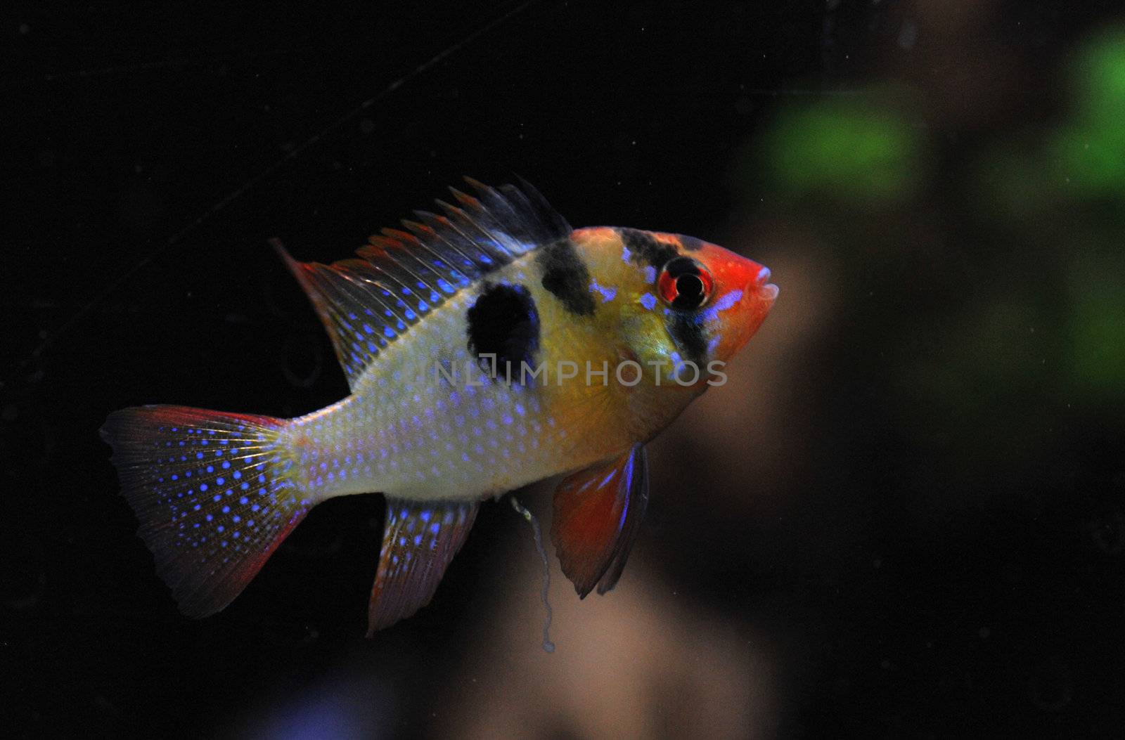 apistogramma ramirezi or Mikrogeophagus ramirezi (the ram cichlid) male