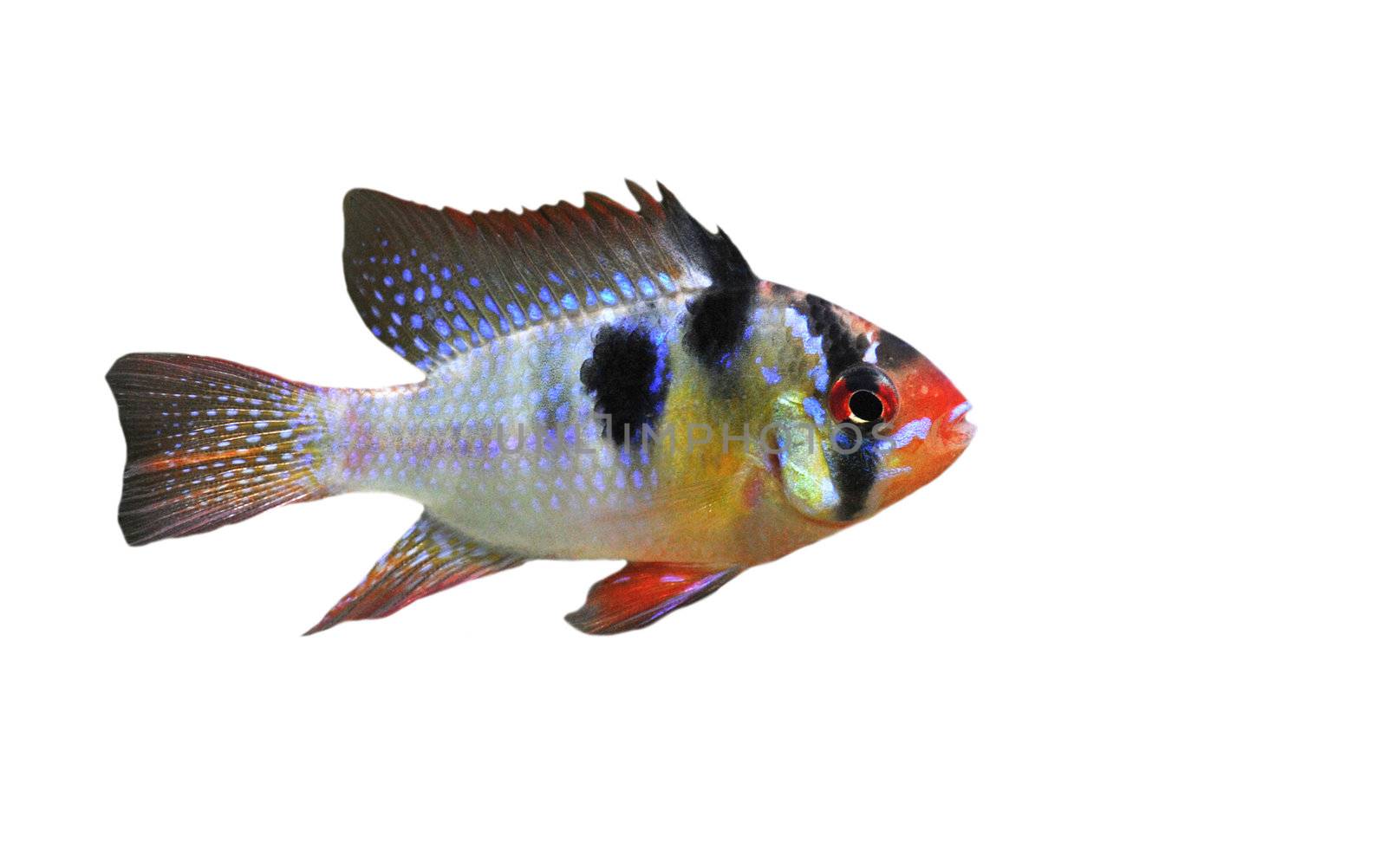 apistogramma ramirezi or Mikrogeophagus ramirezi (the ram cichlid) male on a white background