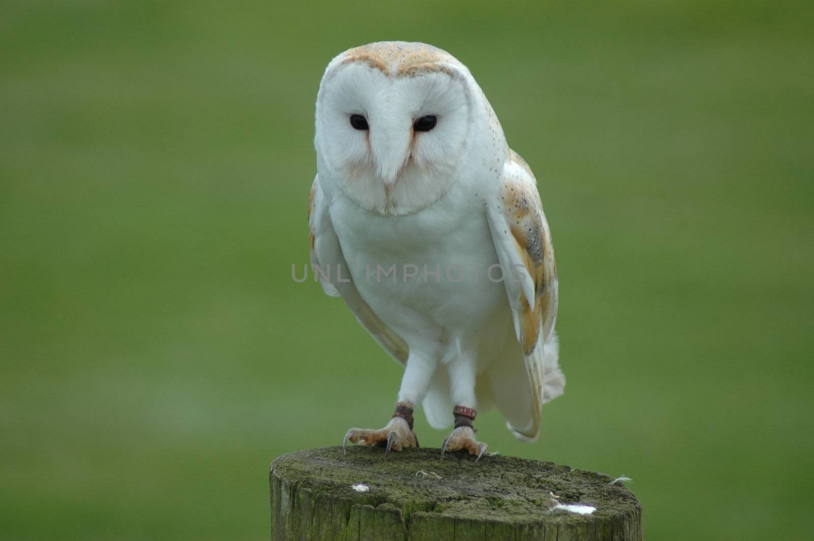 A Barn Owl on a Wooden Post