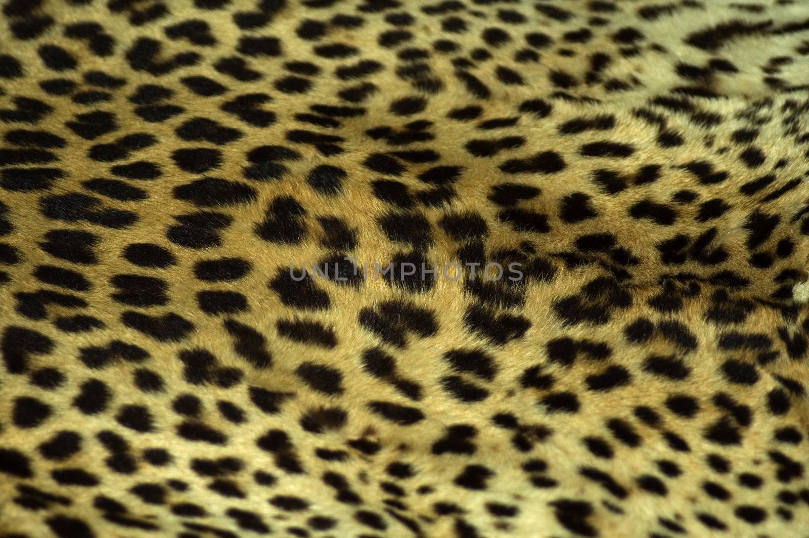 Cheetah Coat by TimAwe