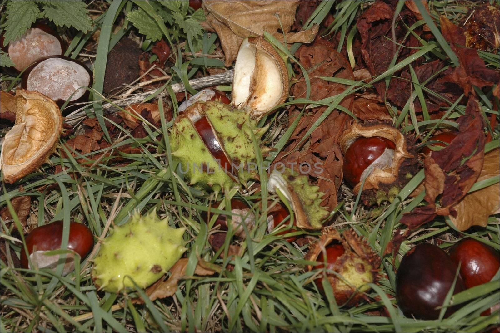 Conkers, Fruit of the Horse Chestnut Tree