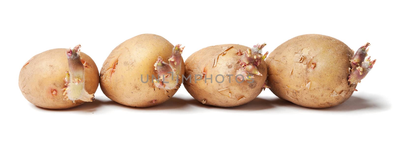 Tubers of a potato with sprouts by pzaxe