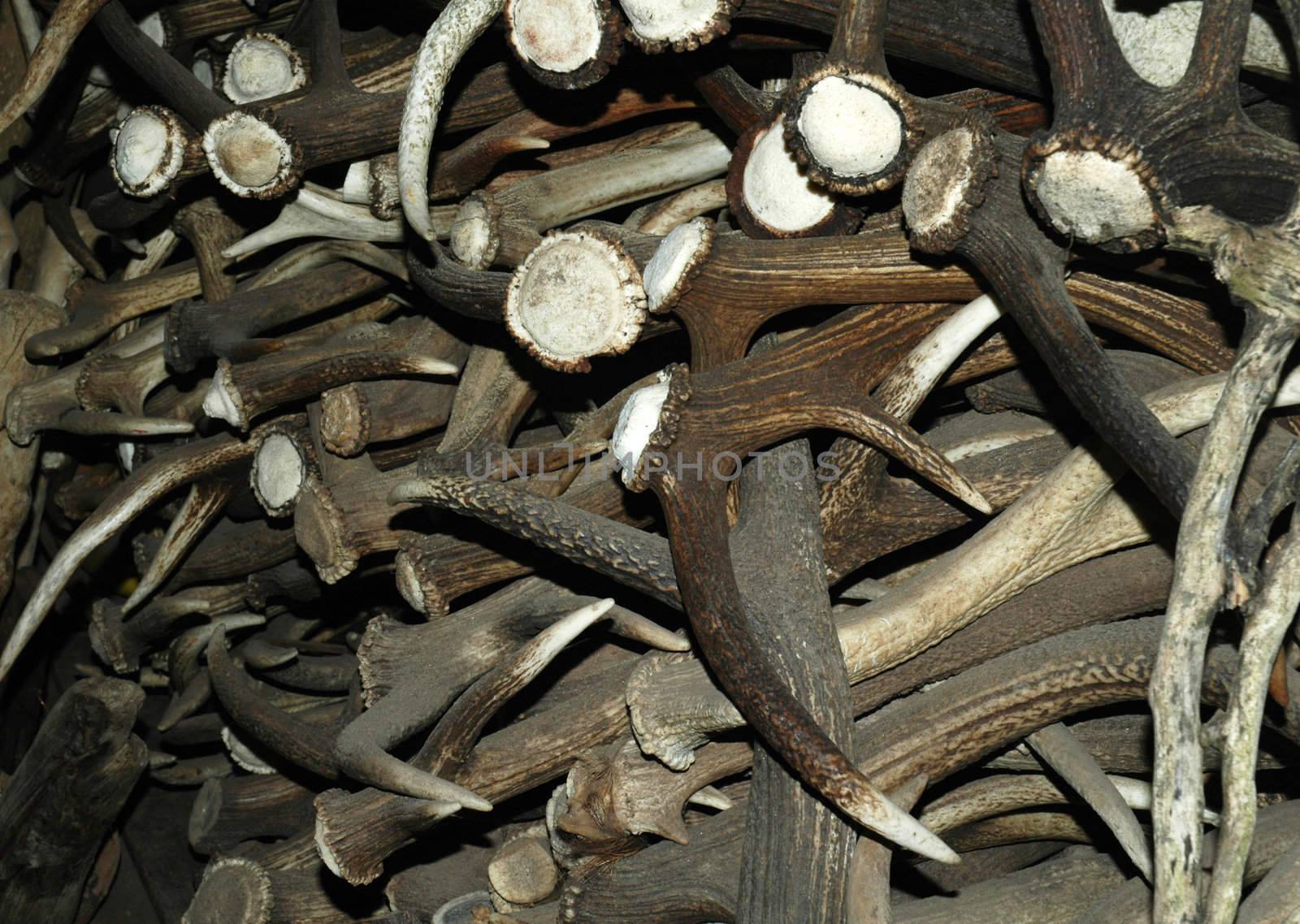 Workshop of stickmaker with pile of red deer antlers