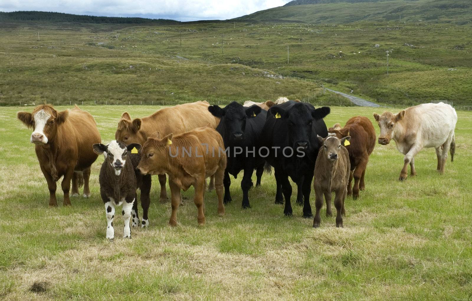 A field of different types of Cows