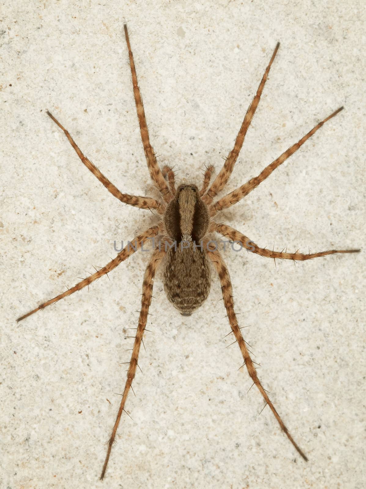 The big brown spider sits on a wall