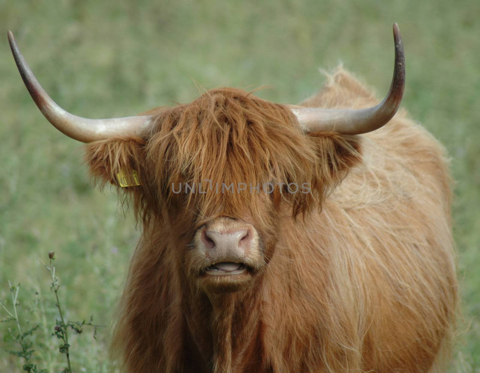 Highland Cow Face by TimAwe