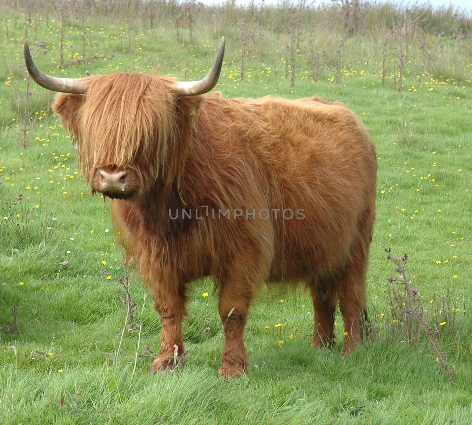 Highland Cow by TimAwe