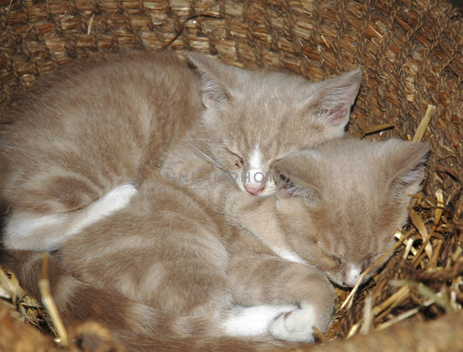 Two cute young kittens sleeping in a basket