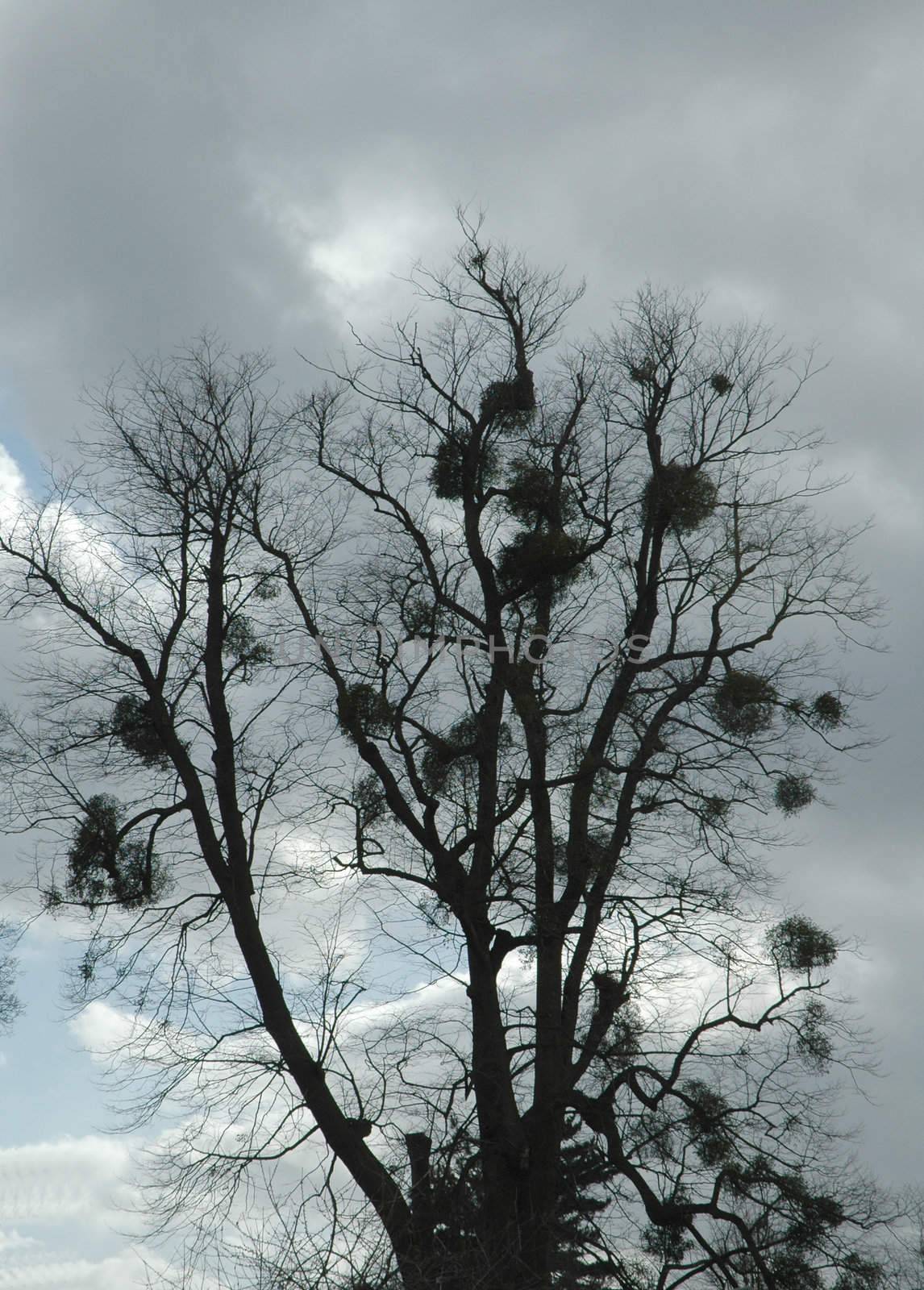 Tree with Mistletoe by TimAwe