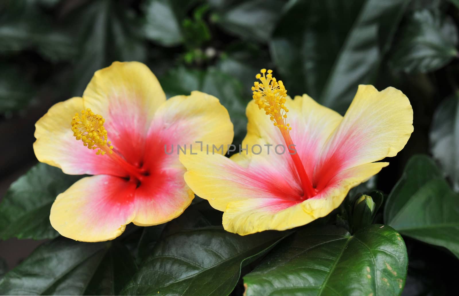 yellow and pink hibiscus growing in a tropical garden.
