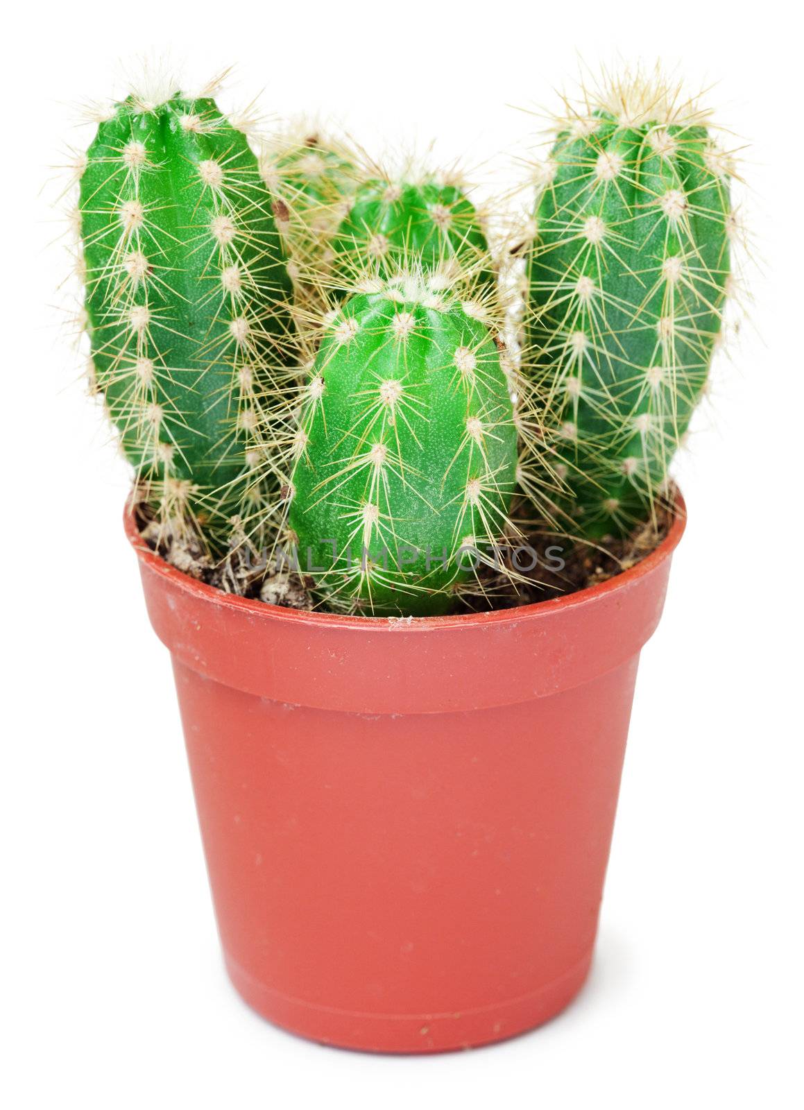 Cactus in a small pot it is isolated on a white background