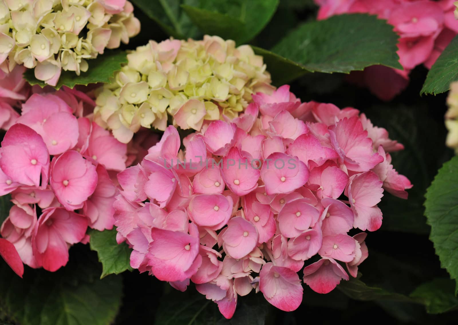 blossom of pink  Hydrangea (Hortensia) in a garden